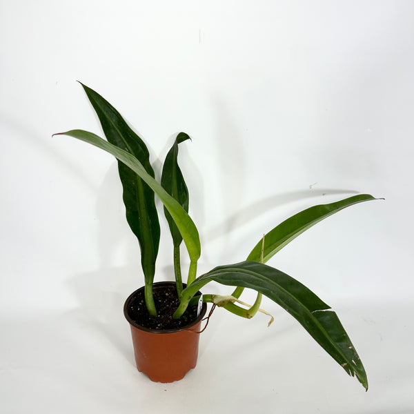 41D56109-67A3-4560-A508-