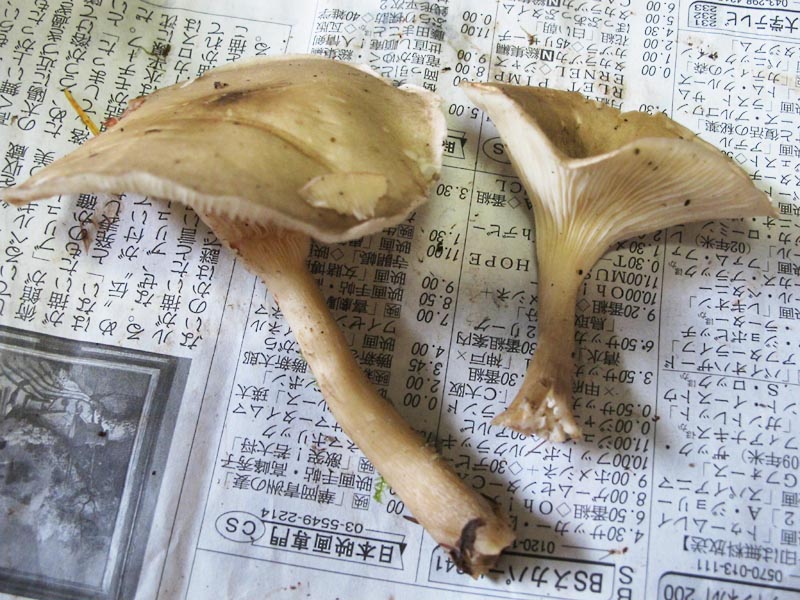 2012/09/29 きのこ狩り 2／4: おん、ぼろん、ぼろん －菌蕈たちの横顔－