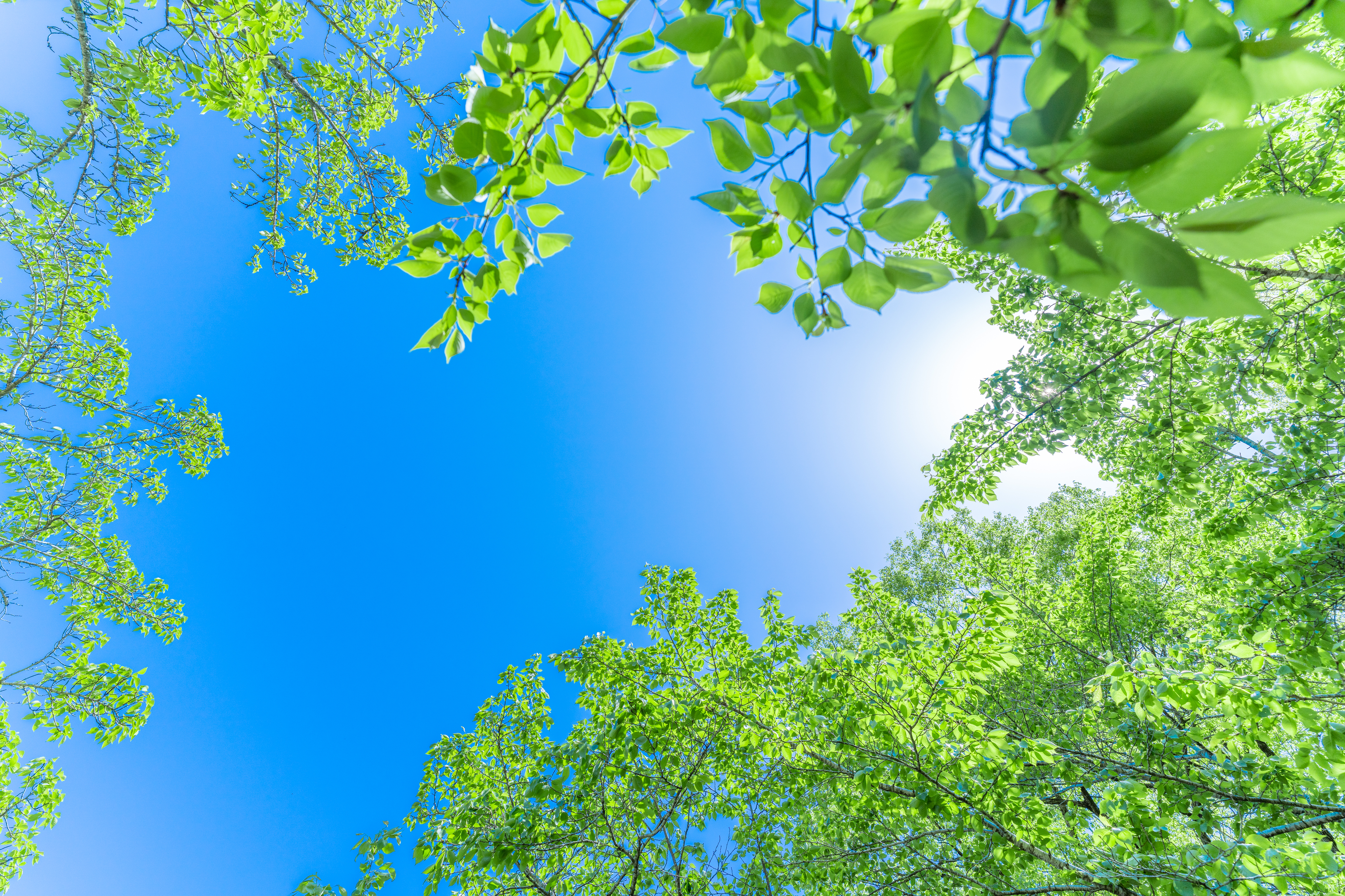 CSF-K77W-HP｜サン電子株式会社