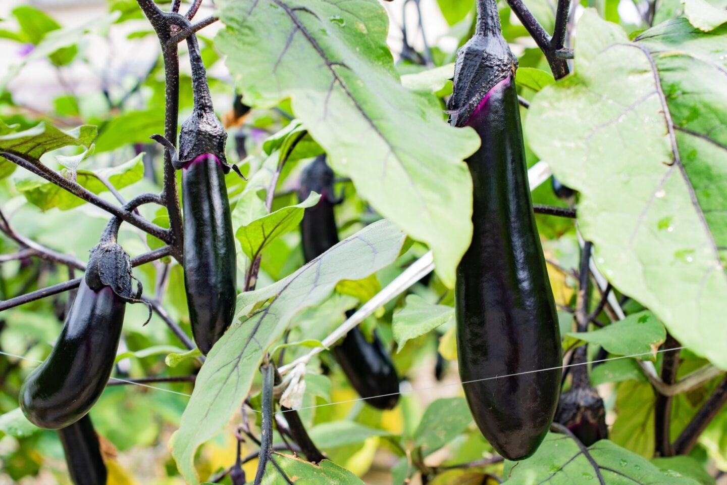 茄子（ナス） - サン・フレッシュ グループ Sun Fresh -青果物