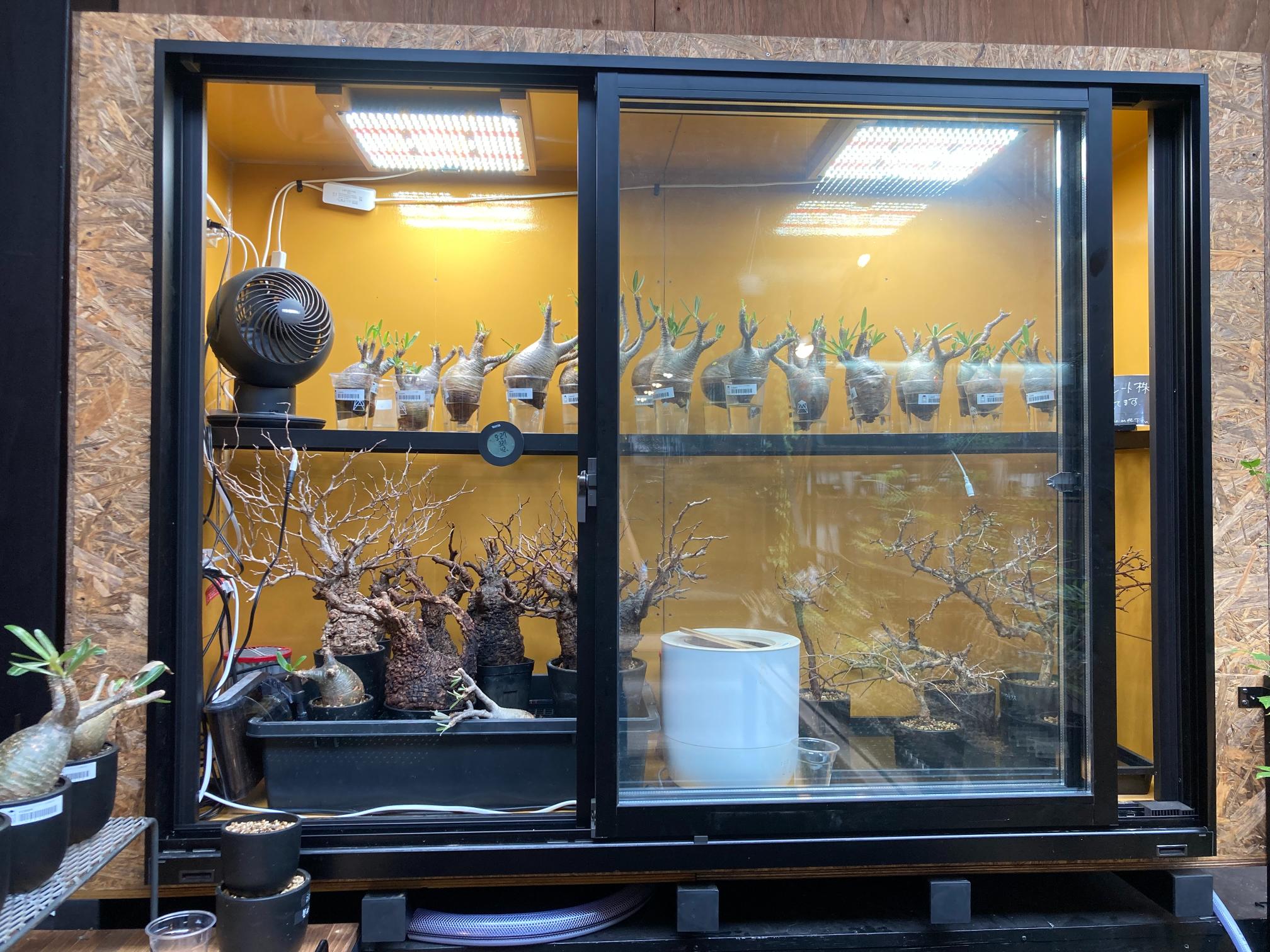 SULK SAKAIに植物用の温室をつくりました！ | ブログ | 大阪堺・泉州の