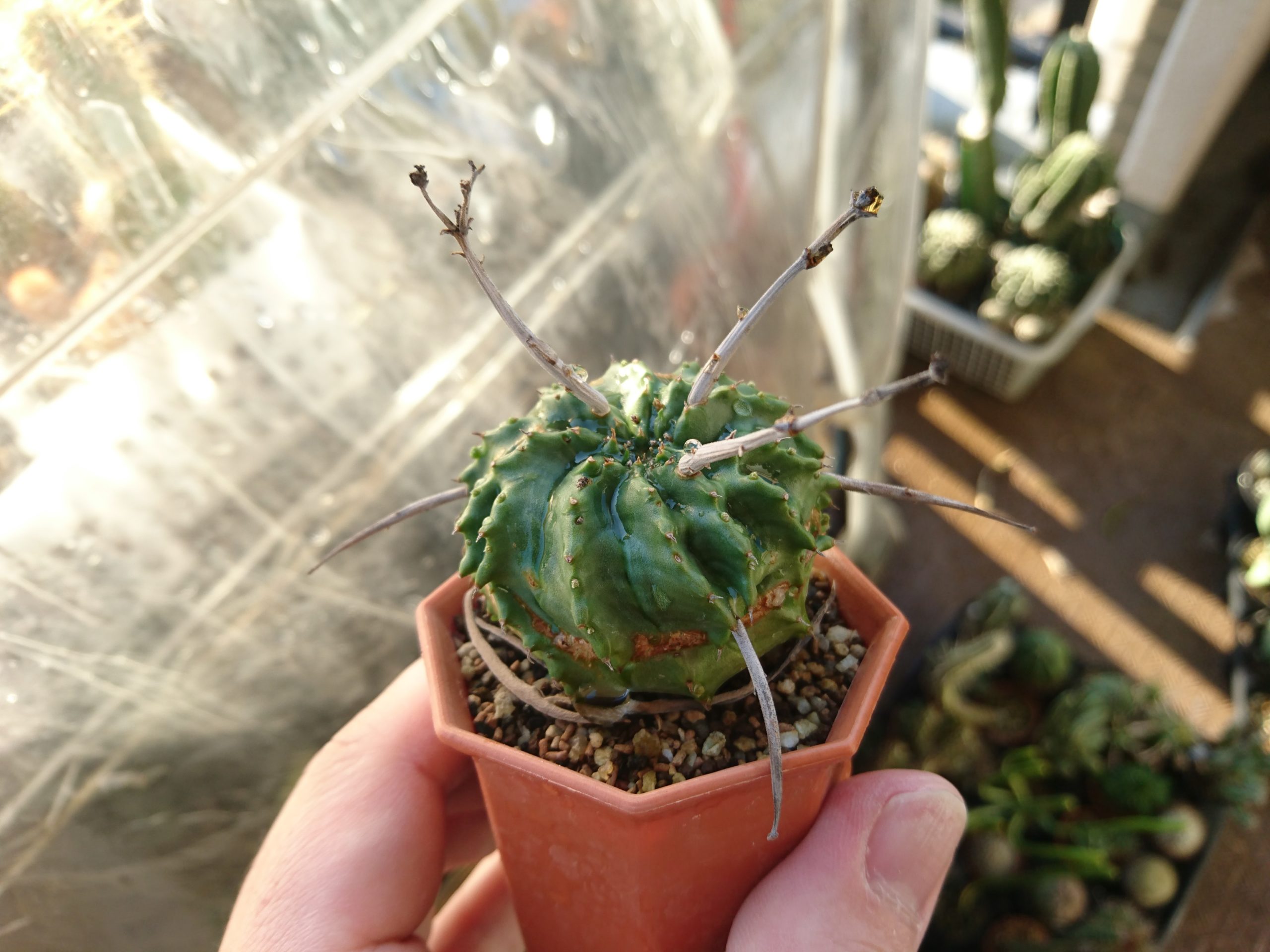 ユーフォルビア・バリダ（Euphorbia valida）が好き | スーパー