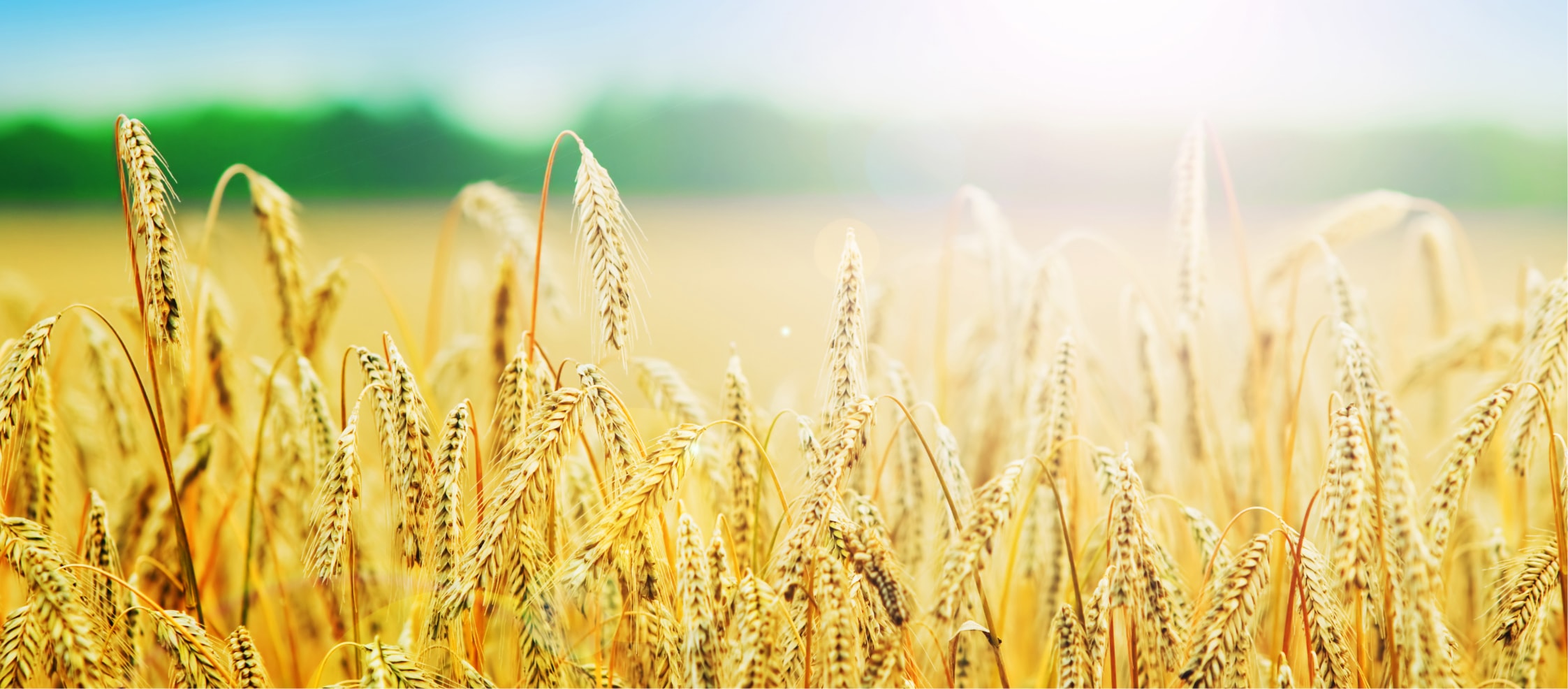 鈴鹿農園 | 安心・安全の野菜づくりとコントラクター