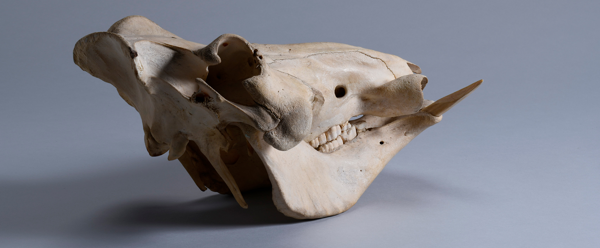 イボイノシシ・イボ猪 | 写房 楠華堂(造形美/気になる骨)